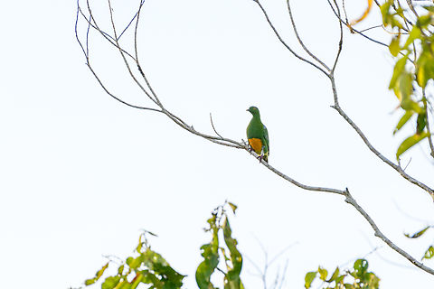 Orange-bellied fruit dove, Nimbokrang, Papua Very distant shot with a lot of backlight. Australia (continent),Geotagged,Indonesia,New Guinea,Nimbokrang,Orange-bellied fruit dove,Papua,Papua 2023,Ptilinopus iozonus,Spring,West Papua,Western New Guinea
