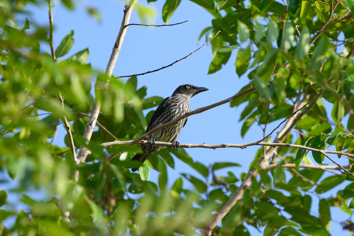Juvenile Singing starling, Nimbokrang, Papua  Aplonis cantoroides,Australia (continent),Geotagged,Indonesia,New Guinea,Nimbokrang,Papua,Papua 2023,Singing starling,Spring,West Papua,Western New Guinea