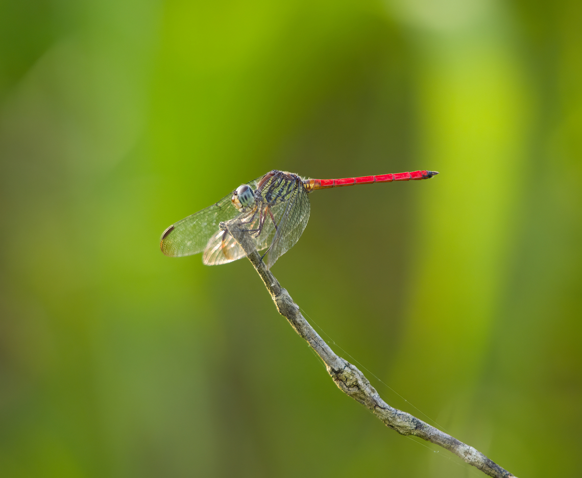 Asian Blood Tail, Nimbokrang, Papua  Asian Blood Tail,Australia (continent),Geotagged,Indonesia,Lathrecista asiatica,New Guinea,Nimbokrang,Papua,Papua 2023,Spring,West Papua,Western New Guinea