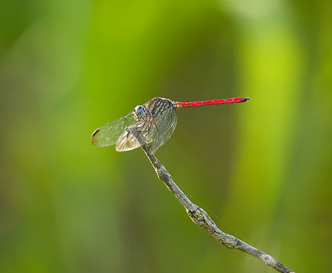Asian Blood Tail, Nimbokrang, Papua  Asian Blood Tail,Australia (continent),Geotagged,Indonesia,Lathrecista asiatica,New Guinea,Nimbokrang,Papua,Papua 2023,Spring,West Papua,Western New Guinea