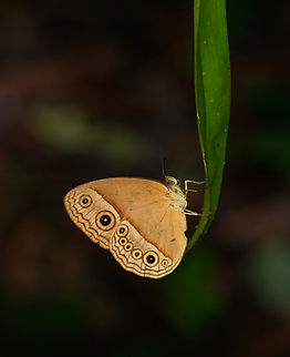 Hewitson's Bushbrown, Nimbokrang, Papua  Australia (continent),Geotagged,Hewitson's Bushbrown,Indonesia,Mycalesis phidon,New Guinea,Nimbokrang,Papua,Papua 2023,Spring,West Papua,Western New Guinea