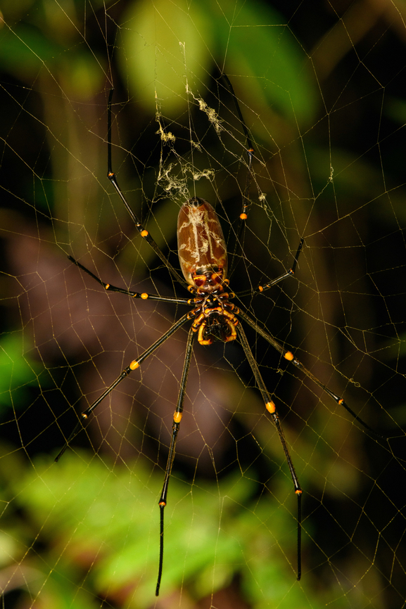Nephila pilipes, Nimbokrang, Papua  Australia (continent),Geotagged,Indonesia,Nephila pelipes,Nephila pilipes,New Guinea,Nimbokrang,Papua,Papua 2023,Spring,West Papua,Western New Guinea