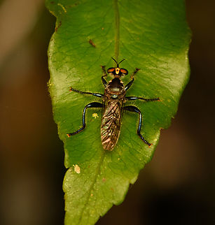 Maira aenea, Nimbokrang, Papua A small, metallic shiny robber fly with a wide spread resting position. Species ID tentative. It seems a visual/location match but the genus is poorly documented online. Australia (continent),Geotagged,Indonesia,Maira aenea,New Guinea,Nimbokrang,Papua,Papua 2023,Spring,West Papua,Western New Guinea