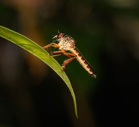 Robber fly, Nimbokrang, Papua Possibly genus Promachus. Australia (continent),Geotagged,Indonesia,New Guinea,Nimbokrang,Papua,Papua 2023,Spring,West Papua,Western New Guinea