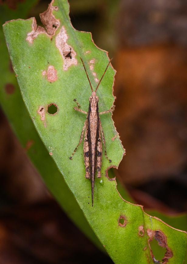 Grasshopper, Nimbokrang, Papua  Australia (continent),Geotagged,Indonesia,New Guinea,Nimbokrang,Papua,Papua 2023,Spring,West Papua,Western New Guinea