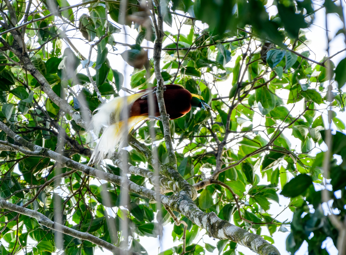 Lesser bird-of-paradise, Nimbokrang, Papua Quite some backlight, but this was our first bird-of-paradise seen. This is the adult male, which has the extravagant plumage on the tail. We saw some younger males too that lack such a tail.<br />
<section class="video"><iframe width="448" height="282" src="https://www.youtube-nocookie.com/embed/57xmMbZ9QfY?hd=1&autoplay=0&rel=0" frameborder="0" allowfullscreen></iframe></section> Australia (continent),Birds-of-paradise,Geotagged,Indonesia,Lesser bird-of-paradise,New Guinea,Nimbokrang,Papua,Papua 2023,Paradisaea minor,Spring,West Papua,Western New Guinea