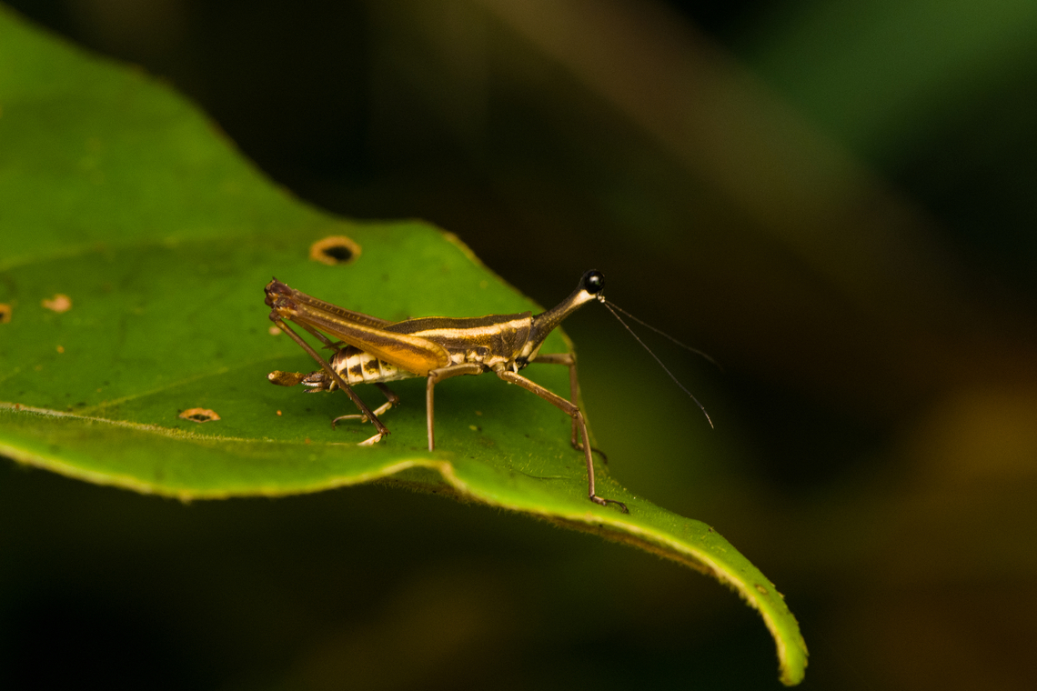 Ophiotettix filiforma, Nimbokrang, Papua The genus Ophiotettix is endemic to the island of New Guinea. They are sometimes referred to as long-necked pygmy grasshoppers or giraffehoppers. Their neck surely isn&#039;t their only weird feature, note how the head seems to consist of nothing but an eye. Australia (continent),Geotagged,Indonesia,New Guinea,Nimbokrang,Ophiotettix filiforma,Papua,Papua 2023,Spring,West Papua,Western New Guinea