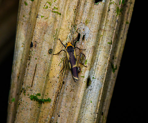 Lichen moth, Nimbokrang, Papua Possible genuses (by Christine): Oeonistis, Cisthene, and Monosyntaxis. Australia (continent),Geotagged,Indonesia,Lithosiini,New Guinea,Nimbokrang,Papua,Papua 2023,Spring,West Papua,Western New Guinea