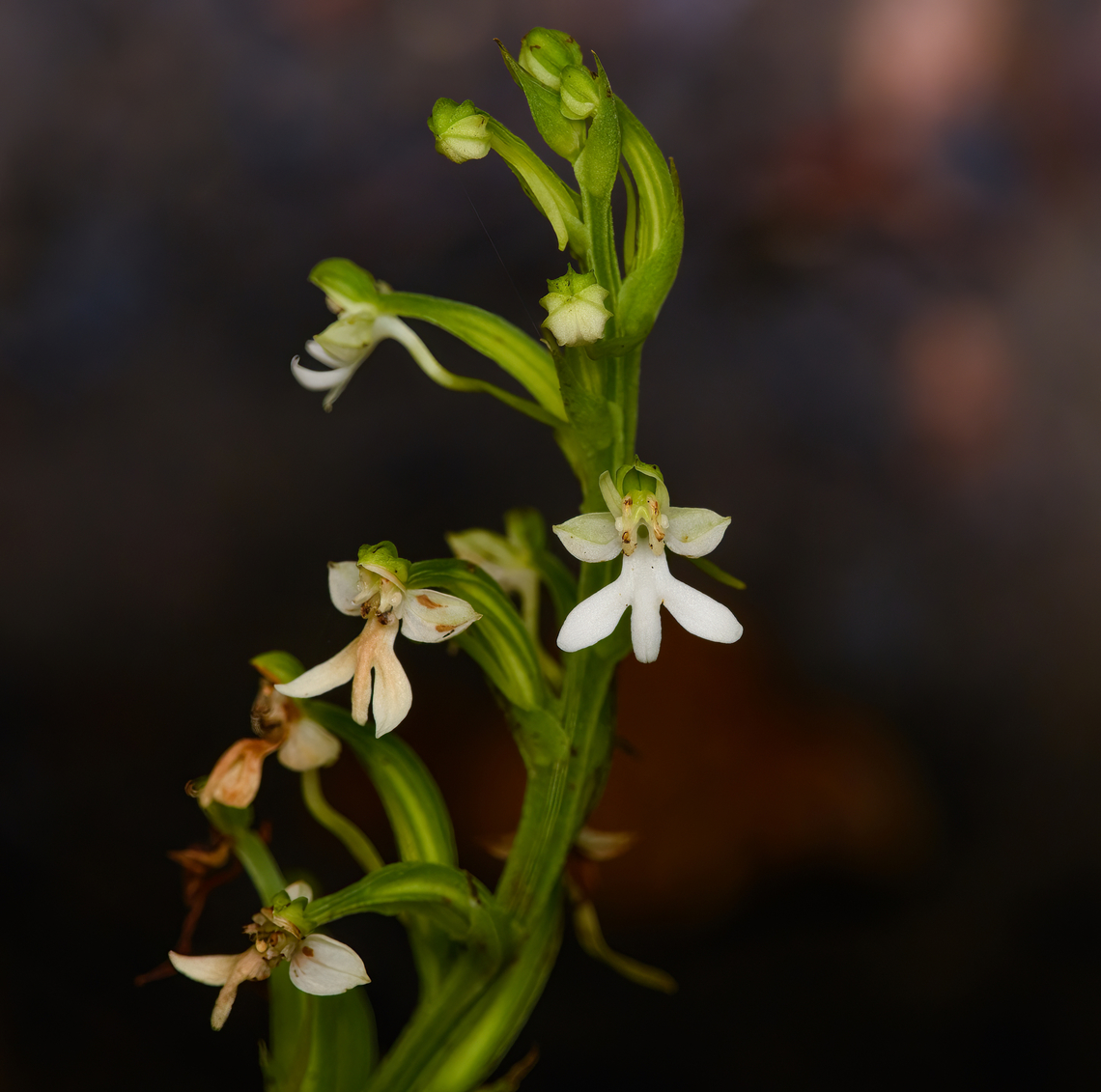 White orchid, Nimbokrang, Papua  Australia (continent),Geotagged,Indonesia,New Guinea,Nimbokrang,Papua,Papua 2023,Spring,West Papua,Western New Guinea