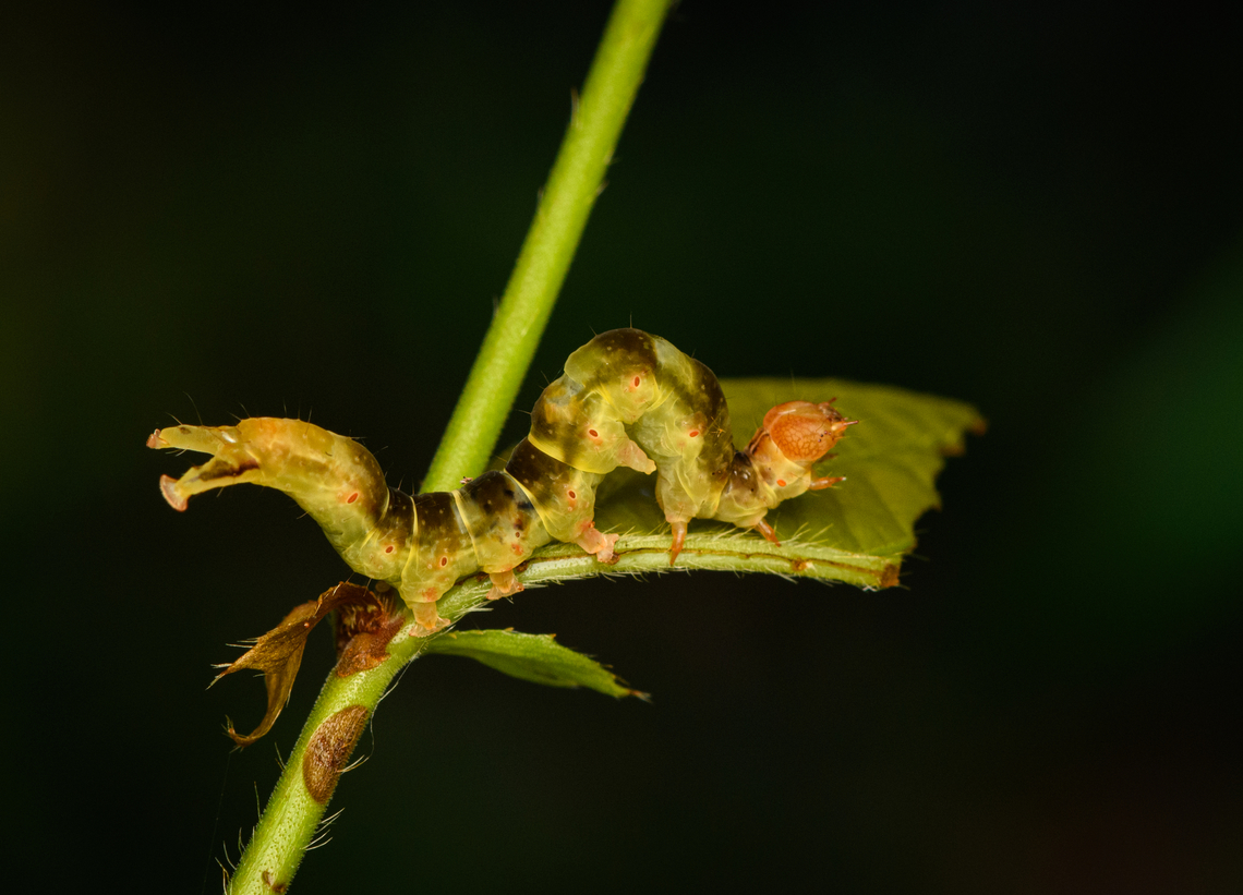 Geometer moth caterpillar, Nimbokrang, Papua Possibly subfamily Ennominae. Australia (continent),Geotagged,Indonesia,New Guinea,Nimbokrang,Papua,Papua 2023,Spring,West Papua,Western New Guinea