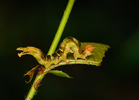 Geometer moth caterpillar, Nimbokrang, Papua Possibly subfamily Ennominae. Australia (continent),Geotagged,Indonesia,New Guinea,Nimbokrang,Papua,Papua 2023,Spring,West Papua,Western New Guinea