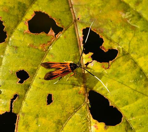 Long-horned moth, Nimbokrang, Papua  Australia (continent),Geotagged,Indonesia,Lecithoceridae,New Guinea,Nimbokrang,Papua,Papua 2023,Spring,West Papua,Western New Guinea
