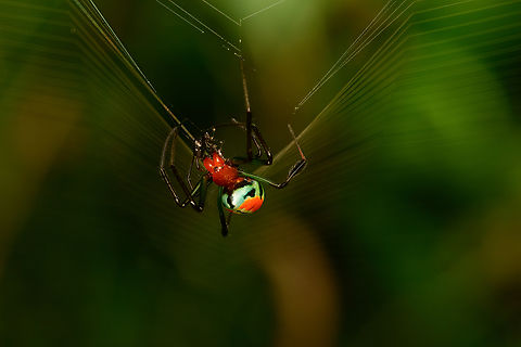 Leucauge grata, Nimbokrang, Papua A colorful orchard spider feeding on a kill. Reference:
https://www.larsfoto.se/sv/galleri/fagelbilder-fran-utlandsresor/papua-nya-guinea-remote/9213-leucauge-grata
https://www.jungledragon.com/image/155346/leucauge_grata_-_side_view_nimbokrang_papua.html Australia (continent),Geotagged,Indonesia,Leucauge grata,New Guinea,Nimbokrang,Papua,Papua 2023,Spring,West Papua,Western New Guinea