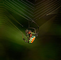 Leucauge grata - side view, Nimbokrang, Papua A colorful orchard spider feeding on a kill. Reference:<br />
https://www.larsfoto.se/sv/galleri/fagelbilder-fran-utlandsresor/papua-nya-guinea-remote/9213-leucauge-grata<br />
https://www.jungledragon.com/image/155345/leucauge_grata_nimbokrang_papua.html Australia (continent),Geotagged,Indonesia,Leucauge grata,New Guinea,Nimbokrang,Papua,Papua 2023,Spring,West Papua,Western New Guinea