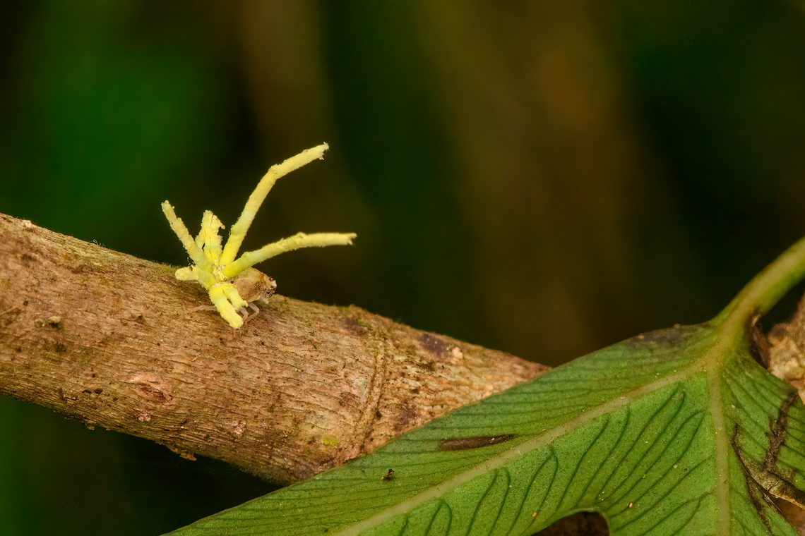 Ricaniidae nymph, Nimbokrang, Papua  Australia (continent),Geotagged,Indonesia,New Guinea,Nimbokrang,Papua,Papua 2023,Spring,West Papua,Western New Guinea
