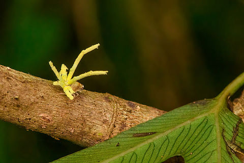 Ricaniidae nymph, Nimbokrang, Papua  Australia (continent),Geotagged,Indonesia,New Guinea,Nimbokrang,Papua,Papua 2023,Spring,West Papua,Western New Guinea