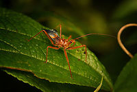 Assassin bug, Nimbokrang, Papua Possibly in the Helonotus genus.<br />
https://www.jungledragon.com/image/155350/assassin_bug_-_side_view_nimbokrang_papua.html Australia (continent),Geotagged,Indonesia,New Guinea,Nimbokrang,Papua,Papua 2023,Spring,West Papua,Western New Guinea