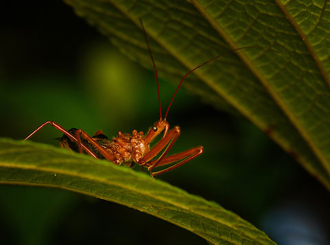 Assassin bug - side view, Nimbokrang, Papua Possibly in the Helonotus genus. 
https://www.jungledragon.com/image/155349/assassin_bug_nimbokrang_papua.html Australia (continent),Geotagged,Indonesia,New Guinea,Nimbokrang,Papua,Papua 2023,Spring,West Papua,Western New Guinea