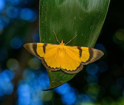 Celerena signata, Nimbokrang, Papua This is likely Celerena signata, but I do have a small doubt. On my photo, note the wavy dark border in the bottom. This border is more continuous and smooth in almost all photos of the species. I'm not sure if this is natural variation. Australia (continent),Celerena signata,Geotagged,Indonesia,New Guinea,Nimbokrang,Papua,Papua 2023,Spring,West Papua,Western New Guinea