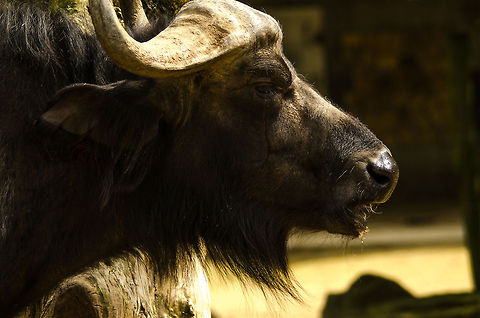 African/Cape Buffalo, Antwerpen zoo At the time of taking this photo I did not yet know that the year after, I would see several thousand of them in the wild in Tanzania. African buffalo,Antwerpen,Belgium,Europe,Syncerus caffer