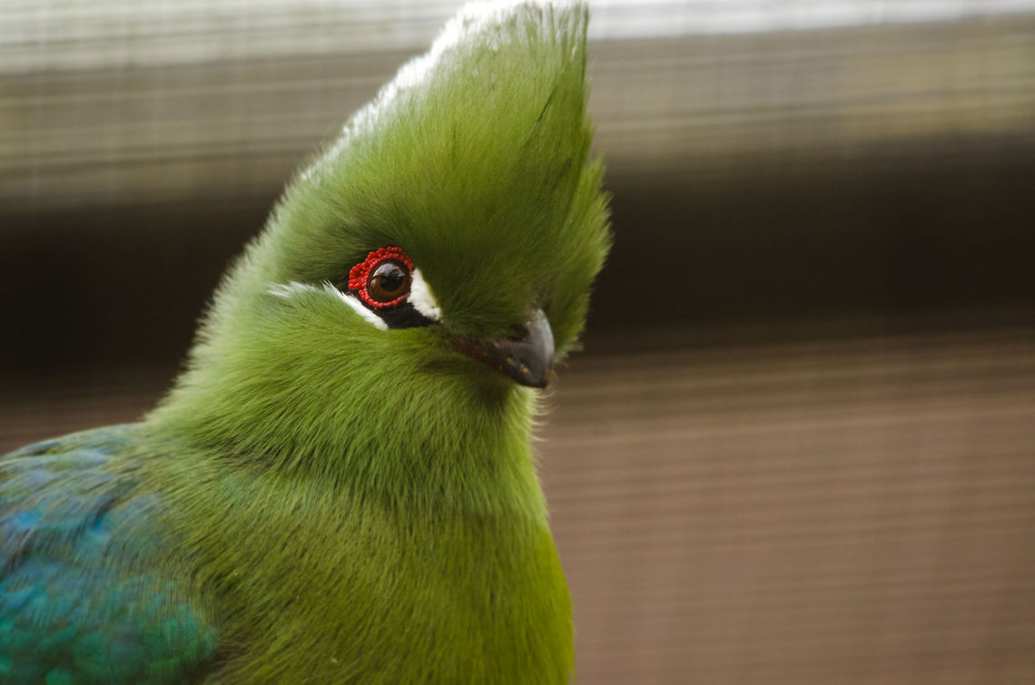 Closeup of Black-billed Turaco (T. s. emini, Pasha Emin's Turaco), Antwerpen Zoo Quite simply my favorite family of birds, still hoping to one day photograph them in the wild. Antwerpen,Belgium,Black-billed Turaco,Europe,Tauraco schuetti