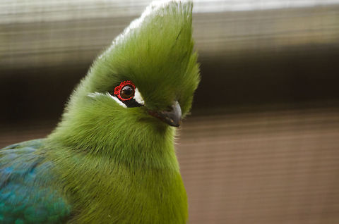 Closeup of Black-billed Turaco (T. s. emini, Pasha Emin's Turaco), Antwerpen Zoo Quite simply my favorite family of birds, still hoping to one day photograph them in the wild. Antwerpen,Belgium,Black-billed Turaco,Europe,Tauraco schuetti