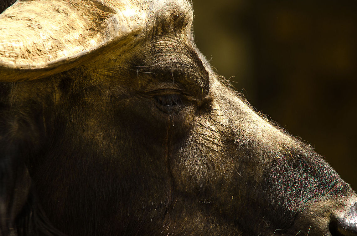 African/Cape Buffalo extreme closeup, Antwerpen zoo Do not mistake these animals for cattle, they are some of the most dangerous animals in Africa. African buffalo,Antwerpen,Belgium,Europe,Syncerus caffer