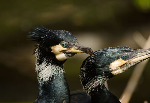 Great Cormorant couple, Antwerpen Zoo A relatively widespread and common bird in many parts of the world, but nevertheless very beautiful if you pay attention to detail. I for one find their eyes absolutely gorgeous, in an alien freaky kind of way. Their metallic feather coating is also a feast for the eye. Antwerpen,Belgium,Europe,Great Cormorant,Phalacrocorax carbo
