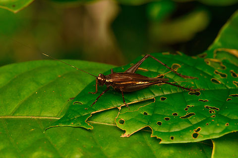 Cardiodactylus pictus, Nimbokrang, Papua  Australia (continent),Cardiodactylus pictus,Geotagged,Indonesia,New Guinea,Nimbokrang,Papua,Papua 2023,Spring,West Papua,Western New Guinea