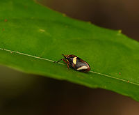 Froghopper, Nimbokrang, Papua  Australia (continent),Geotagged,Indonesia,New Guinea,Nimbokrang,Papua,Papua 2023,Spring,West Papua,Western New Guinea