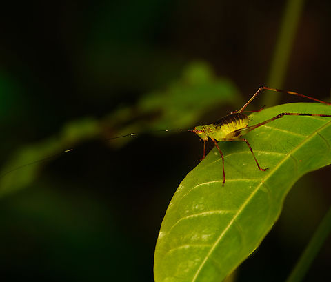 Katydid nymph, Nimbokrang, Papua  Australia (continent),Geotagged,Indonesia,New Guinea,Nimbokrang,Papua,Papua 2023,Spring,West Papua,Western New Guinea