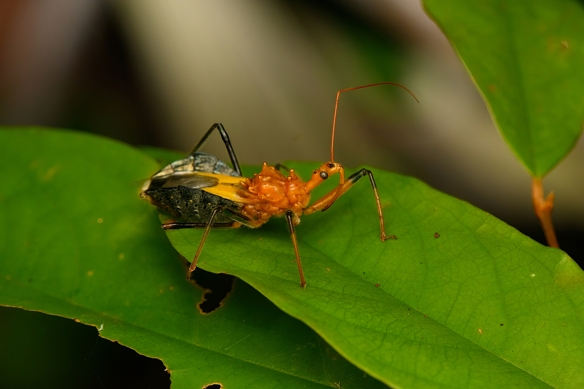 Assassin bug, Nimbokrang, Papua  Australia (continent),Geotagged,Indonesia,New Guinea,Nimbokrang,Papua,Papua 2023,Spring,West Papua,Western New Guinea