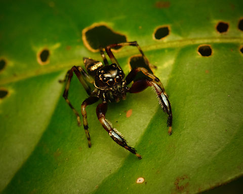 Jumping spider, Nimbokrang, Papua  Australia (continent),Geotagged,Indonesia,New Guinea,Nimbokrang,Papua,Papua 2023,Spring,West Papua,Western New Guinea
