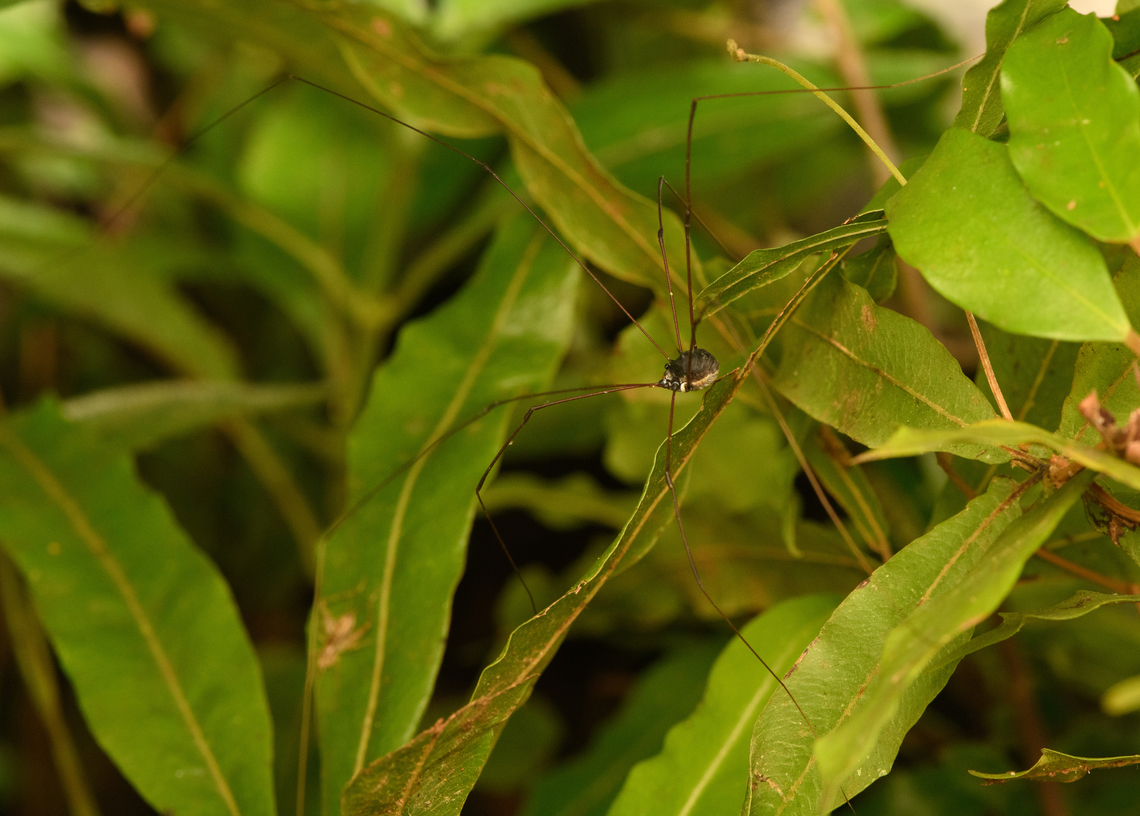 Harvestman (Gagrella sp.), Nimbokrang, Papua  Australia (continent),Geotagged,Indonesia,New Guinea,Nimbokrang,Papua,Papua 2023,Spring,West Papua,Western New Guinea