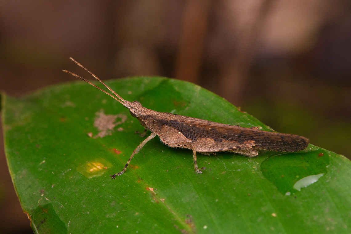 Grasshopper, Nimbokrang, Papua Possibly in the Desmoptera genus. Australia (continent),Geotagged,Indonesia,New Guinea,Nimbokrang,Papua,Papua 2023,Spring,West Papua,Western New Guinea