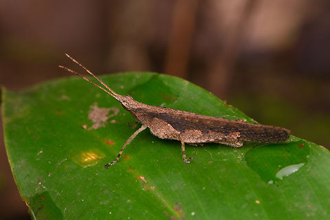 Grasshopper, Nimbokrang, Papua Possibly in the Desmoptera genus. Australia (continent),Geotagged,Indonesia,New Guinea,Nimbokrang,Papua,Papua 2023,Spring,West Papua,Western New Guinea