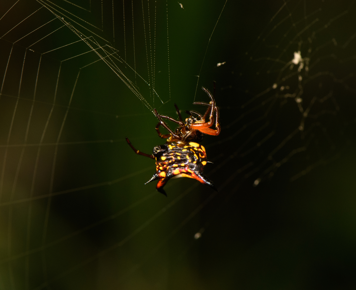 Christmas spider, Nimbokrang, Papua Underside of Gasteracantha taeniata. The other side, as seen on another individual nearby:<br />
<figure class="photo"><a href="https://www.jungledragon.com/image/155464/christmas_spider_nimbokrang_papua.html" title="Christmas spider, Nimbokrang, Papua"><img src="https://s3.amazonaws.com/media.jungledragon.com/images/2/155464_thumb.jpg?AWSAccessKeyId=05GMT0V3GWVNE7GGM1R2&Expires=1759968010&Signature=UjmJy9b78p%2BvjzpLrXqANNyfVck%3D" width="146" height="152" alt="Christmas spider, Nimbokrang, Papua  Australia (continent),Christmas Spider,Gasteracantha taeniata,Geotagged,Indonesia,New Guinea,Nimbokrang,Papua,Papua 2023,Spring,West Papua,Western New Guinea" /></a></figure> Australia (continent),Gasteracantha taeniata,Geotagged,Indonesia,New Guinea,Nimbokrang,Papua,Papua 2023,Spring,West Papua,Western New Guinea