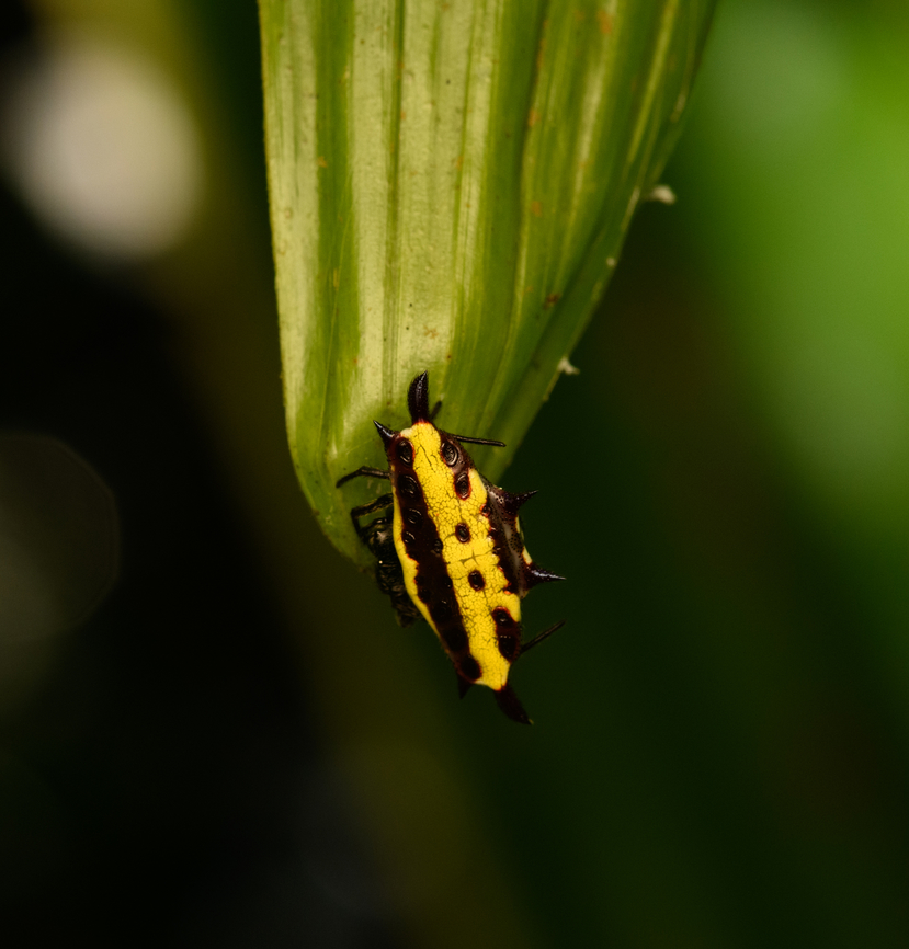 Christmas spider, Nimbokrang, Papua  Australia (continent),Christmas Spider,Gasteracantha taeniata,Geotagged,Indonesia,New Guinea,Nimbokrang,Papua,Papua 2023,Spring,West Papua,Western New Guinea