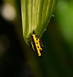 Christmas spider, Nimbokrang, Papua  Australia (continent),Christmas Spider,Gasteracantha taeniata,Geotagged,Indonesia,New Guinea,Nimbokrang,Papua,Papua 2023,Spring,West Papua,Western New Guinea