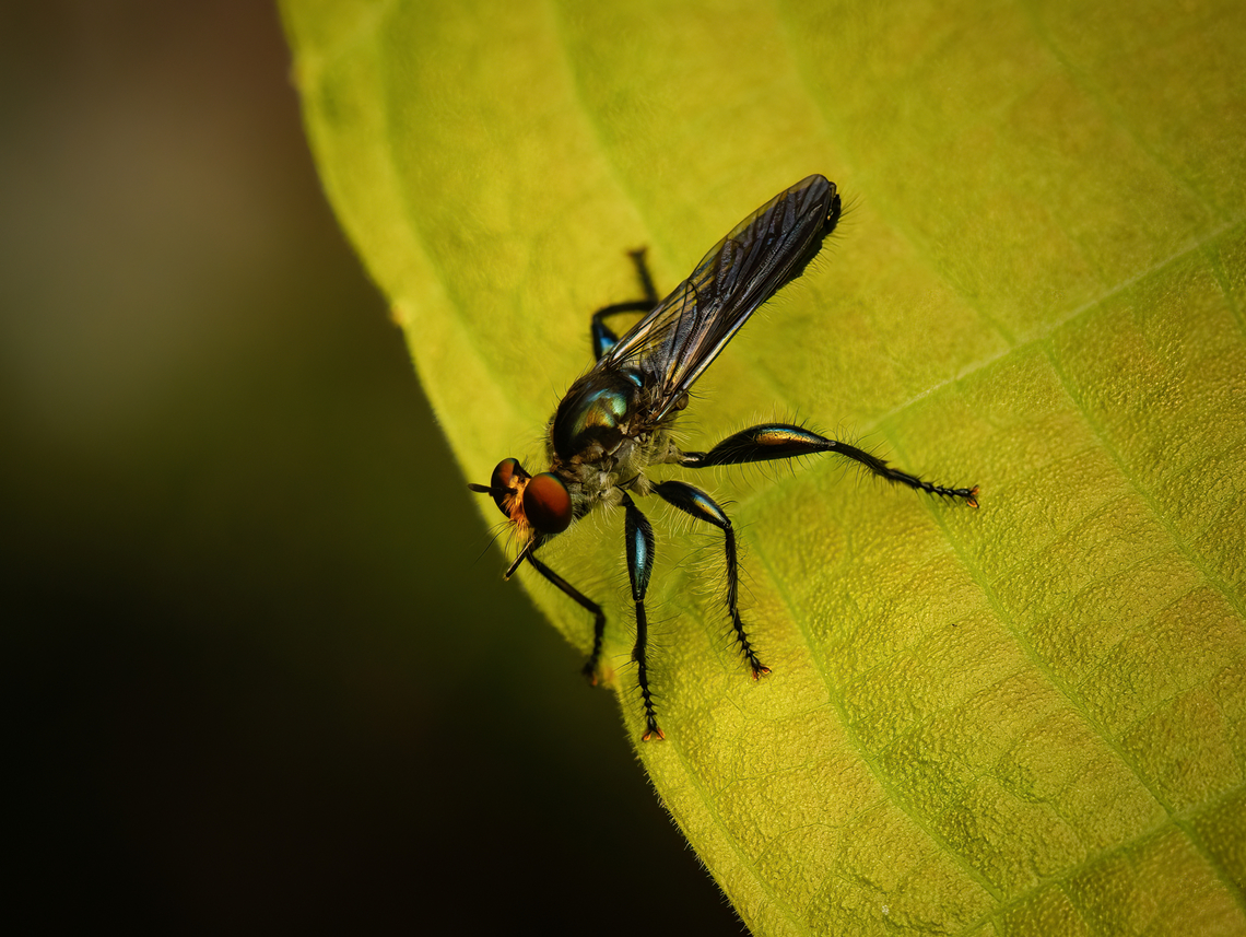 Maira aenea - frontal, Nimbokrang, Papua  Australia (continent),Geotagged,Indonesia,Maira aenea,New Guinea,Nimbokrang,Papua,Papua 2023,Spring,West Papua,Western New Guinea