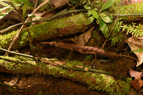 Stick insect, Nimbokrang, Papua  Australia (continent),Geotagged,Indonesia,New Guinea,Nimbokrang,Papua,Papua 2023,Spring,West Papua,Western New Guinea