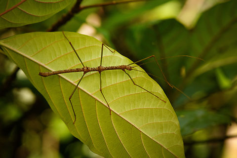 Thin Stick insect, Nimbokrang, Papua  Australia (continent),Geotagged,Indonesia,New Guinea,Nimbokrang,Papua,Papua 2023,Spring,West Papua,Western New Guinea