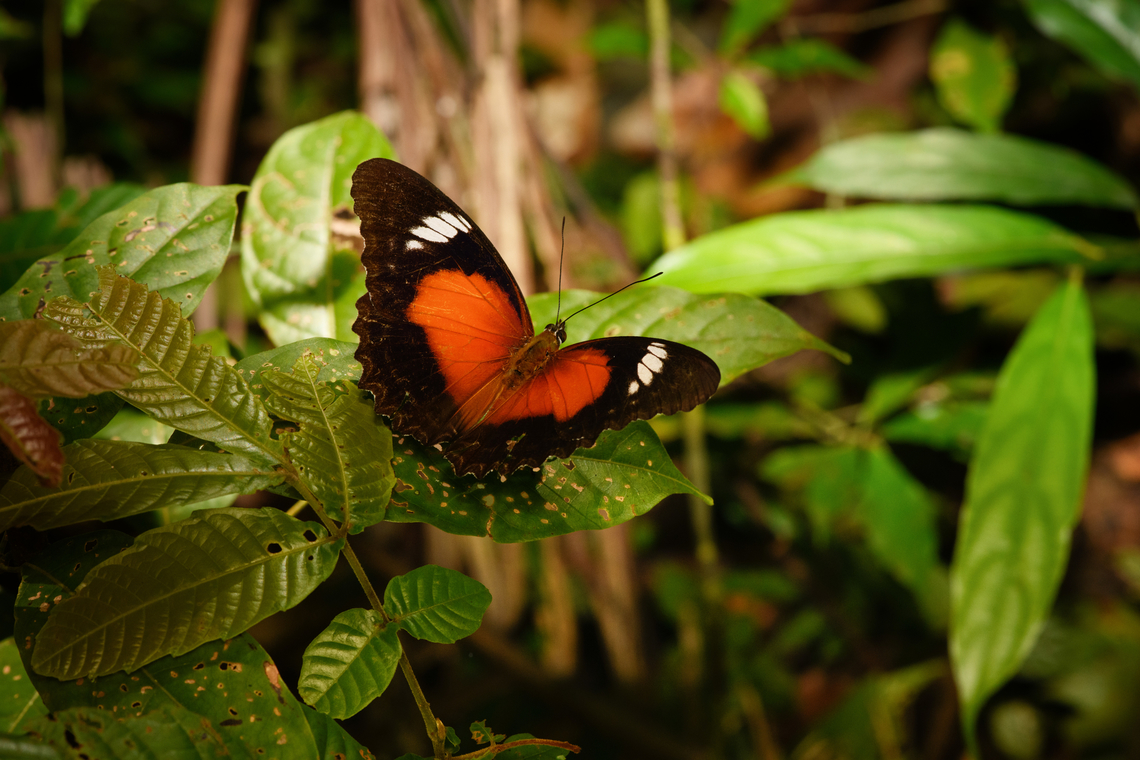 Eastern Red Lacewing, Nimbokrang, Papua  Australia (continent),Cethosia cydippe,Eastern red lacewing,Geotagged,Indonesia,New Guinea,Nimbokrang,Papua,Papua 2023,Spring,West Papua,Western New Guinea
