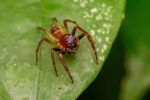 Red Jumping spider, Nimbokrang, Papua  Australia (continent),Geotagged,Indonesia,New Guinea,Nimbokrang,Papua,Papua 2023,Spring,West Papua,Western New Guinea