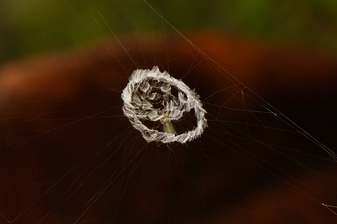 Spider web stabilimentum, Nimbokrang, Papua  Australia (continent),Geotagged,Indonesia,New Guinea,Nimbokrang,Papua,Papua 2023,Spring,West Papua,Western New Guinea