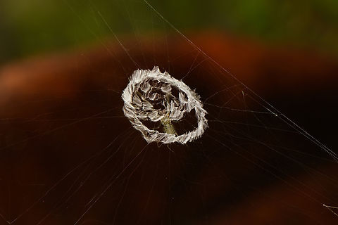 Spider web stabilimentum, Nimbokrang, Papua  Australia (continent),Geotagged,Indonesia,New Guinea,Nimbokrang,Papua,Papua 2023,Spring,West Papua,Western New Guinea