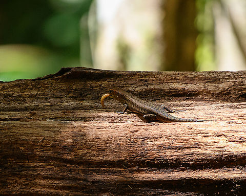 Common Sun Skink, Nimbokrang, Papua We were waiting in a hide, hoping a pita would appear on this log. The pita did not show itself, instead some lizards robbed us of the bait worms. Australia (continent),East Indian Brown Mabuya,Eutropis multifasciata,Geotagged,Indonesia,New Guinea,Nimbokrang,Papua,Papua 2023,Spring,West Papua,Western New Guinea