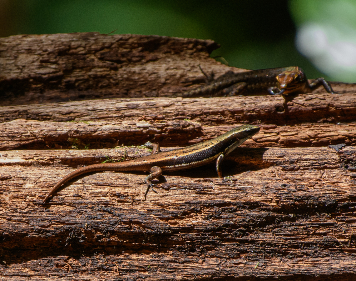 Emoia jakati, Nimbokrang, Papua We were waiting in a hide, hoping a pita would appear on this log. The pita did not show itself, instead some lizards robbed us of the bait worms. <br />
<br />
The top one is probably a Common Sun Skink, the one in the center Emoia jakati. I'm not 100% sure about the latter, so will have it double-checked.  Australia (continent),Emoia jakati,Geotagged,Indonesia,New Guinea,Nimbokrang,Papua,Papua 2023,Spring,West Papua,Western New Guinea