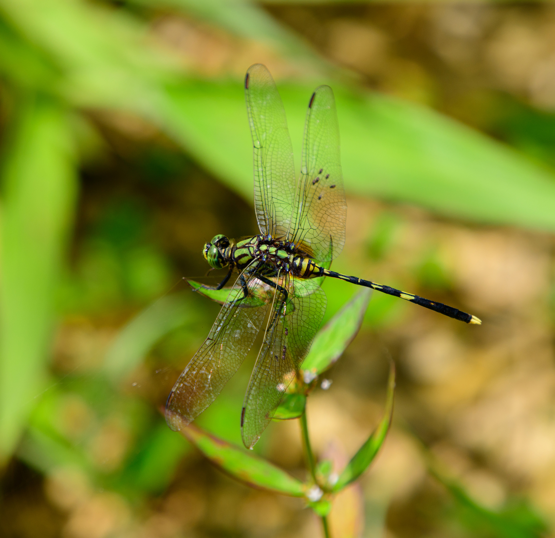 Green Skimmer, Nimbokrang, Papua  Australia (continent),Geotagged,Indonesia,New Guinea,Nimbokrang,Orthetrum serapia,Papua,Papua 2023,Spring,West Papua,Western New Guinea