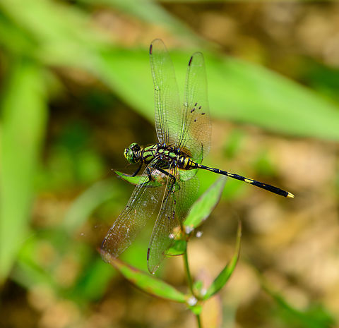 Green Skimmer